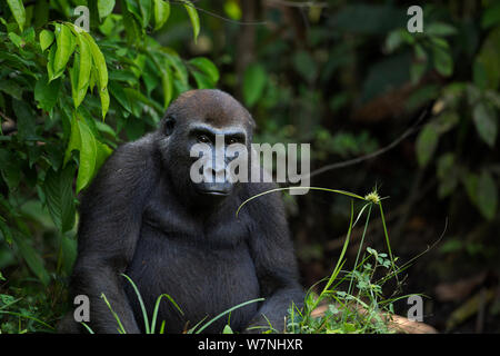 Gorille de plaine de l'ouest (Gorilla gorilla gorilla) femelle 'Mosoko' âgés de 8 ans, Bai Hokou portrait assis, une forêt dense de Dzanga Sangha, République centrafricaine. Décembre 2011. Banque D'Images