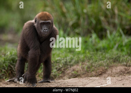 Gorille de plaine de l'ouest (Gorilla gorilla gorilla) mâle juvénile 'Mobangi' âgés de 5 ans, Bai Hokou portrait permanent, une forêt dense de Dzanga Sangha, République centrafricaine. Décembre 2011. Banque D'Images