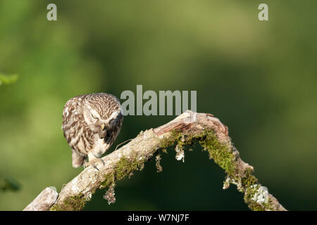 Chouette chevêche (Athene noctua) une toux accompagnée d'un pellet, France, juillet Banque D'Images