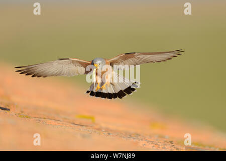 Faucon crécerellette (Falco naumanni) mâle vole dans de courtes au bec, comme contact de cadeau pour femme, une partie de la cour, l'Espagne, Mai Banque D'Images