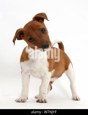 Jack Russell Terrier x Chihuahua puppy, Nipper, debout et à la tête penchée avec interrogateur. Banque D'Images