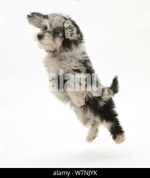 Noir et gris duveteux doodle poodle Daschund Daxie (croix) puppy, cailloux, en tenant a flying leap. Banque D'Images