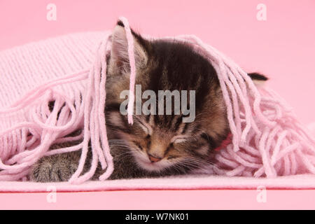 Cute kitten tabby, Fosset, 5 semaines, endormi sous une écharpe rose. Banque D'Images