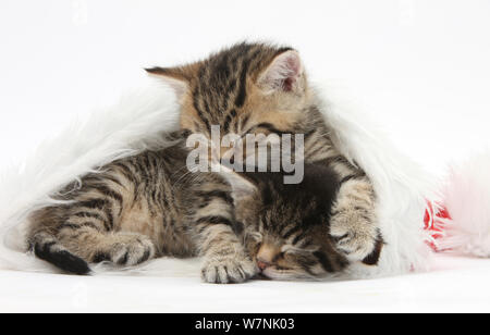 Cute chatons tabby, Stanley et Fosset, 5 semaines, dormant dans un chapeau du père Noël. Banque D'Images