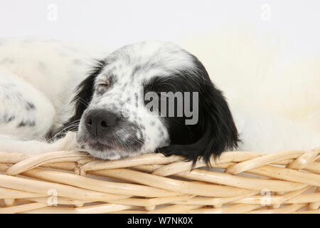 Noir et blanc x Border Collie chiot Cocker, 11 semaines, endormi dans un panier en osier. Banque D'Images