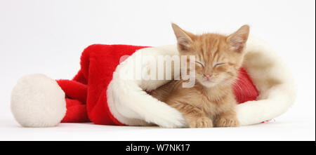 Sleepy ginger chaton, 5 semaines, dans un chapeau du père Noël. Banque D'Images