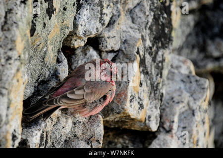 Grand Rosefinch (Carpodacus rubicilla), homme à l'abri de rochers à Kala Pattar (5545 m) dans la vallée du Khumbu, parc national de Sagarmatha (Patrimoine Mondial UNESCO). Région de l'Everest / Khumbu, Népal, Himalaya, octobre 2011. Banque D'Images