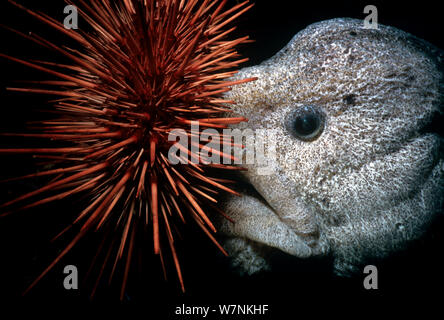 L'Anguille Loup (Anarrichthys ocellatus) manger de l'oursin rouge (Strongylocentrotus franciscanus). Le détroit de la Reine-Charlotte, Colombie-Britannique, Canada, océan Pacifique Nord. Banque D'Images