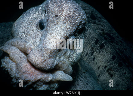 L'Anguille Loup (Anarrichthys ocellatus) close up tête portrait, le détroit de la Reine-Charlotte, Colombie-Britannique, Canada, océan Pacifique Nord. Banque D'Images