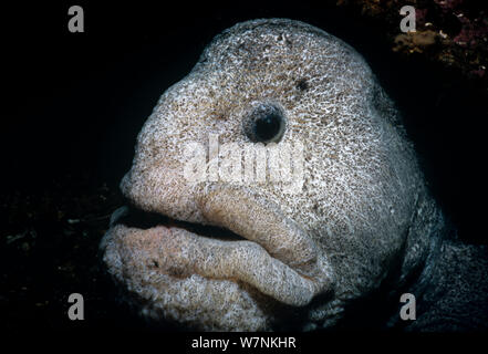 L'Anguille Loup (Anarrichthys ocellatus) tête portrait, le détroit de la Reine-Charlotte, Colombie-Britannique, Canada, océan Pacifique Nord. Banque D'Images