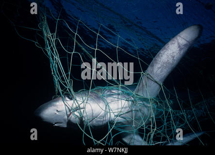 Requin renard commun (Alopias vulpinus) pris dans des filets maillants, Huatabampo, du Mexique, de la mer de Cortez, l'Océan Pacifique Banque D'Images
