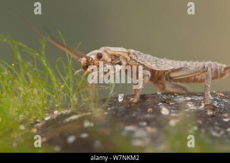 Plécoptère (Plecoptera), le pâturage d'algues, de l'Europe, en avril, en conditions contrôlées Banque D'Images