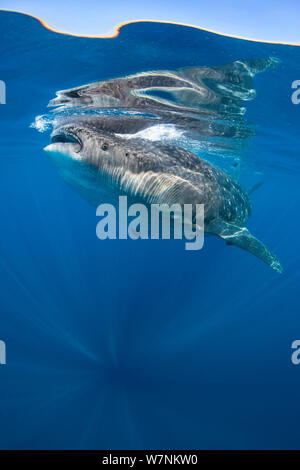 Requin-baleine (Rhincodon typus) se nourrissent d'œufs de poisson (non visible) juste sous la surface par temps calme. Isla Mujeres, Quintana Roo, péninsule du Yucatan, Mexique, la mer des Caraïbes. Banque D'Images