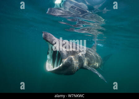 Requin pèlerin (Cetorhinus maximus) se nourrir près de la surface de plancton, Cairns, de Coll, l'île de Coll, Hébrides intérieures, Ecosse, UK, du nord-est de l'océan Atlantique, Juin Banque D'Images