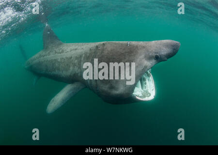 Requin pèlerin (Cetorhinus maximus) se nourrir près de la surface de plancton, Cairns, de Coll, l'île de Coll, Hébrides intérieures, Ecosse, UK, du nord-est de l'océan Atlantique, Juin Banque D'Images