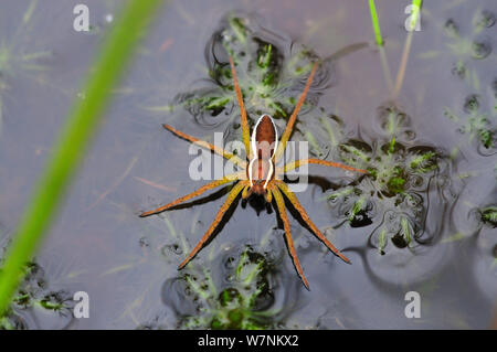 Raft / swamp (araignées Dolomedes fimbriatus) sur l'étang de lande, Arne, Dorset, UK Banque D'Images