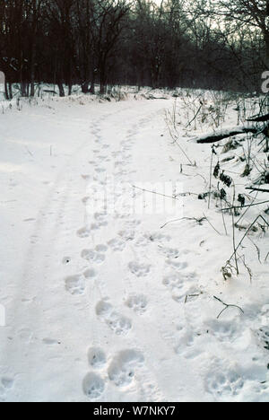 Les voies d'un tigre de Sibérie (Panthera tigris altaica) sur une route où un homme et une femme avec deux oursons ont passé. Lazovskiy zapovednik, Primorskiy krai, Extrême-Orient de la Russie. Novembre 1993 quand la population était plus élevé Banque D'Images