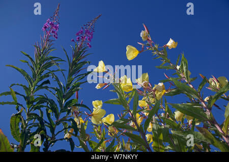 L'onagre (Oenothera erythrosepala) à côté de floraison Rosebay Willowherb, Norfolk, Royaume-Uni Juillet Banque D'Images