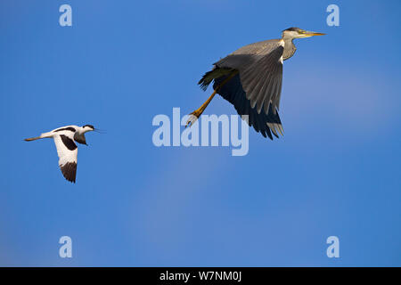 Héron cendré (Ardea cinerea) étant assailli par Avocette élégante (Recurvirostra avosetta) en vol, Norfolk, UK peut Banque D'Images