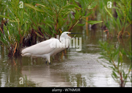 Aigrette garzette (Egretta garzetta) la capture du poisson, Norfolk, UK Juin Banque D'Images