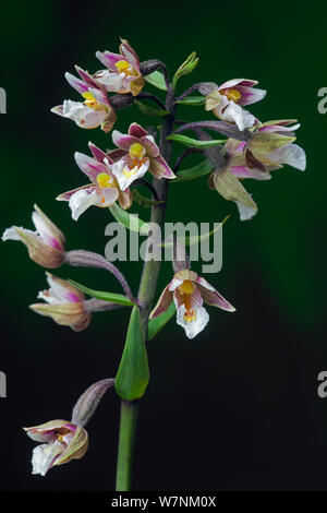 Feuillus / Marsh Helleborine (Epipactis helleborine) Commune de Beeston, Norfolk, UK Banque D'Images