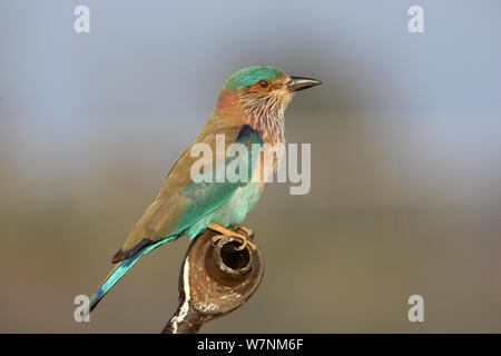 Rouleau (Coracias benghalensis indien) perché sur tuyaux d'irrigation, Oman, décembre Banque D'Images