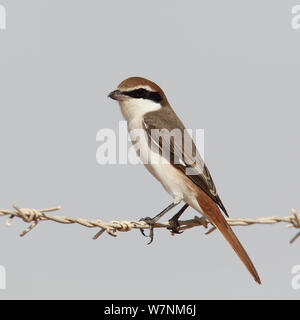 Isabelline shrike / Turkestan migratrice (Lanius isabellinus phoenicuroides) Oman, septembre Banque D'Images