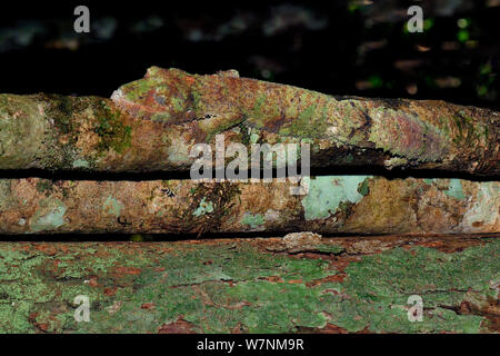 Le gecko à queue de feuille (Uroplatus sp) sur l'écorce, la branche camouflé Madagascar Banque D'Images