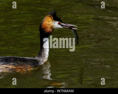 Grèbe huppé (Podiceps cristatus) prendre un brochet fry, Grandlieu Lac, Ouest France, juin Banque D'Images