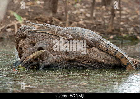 D'eau douce australien crocodile (Crocodylus johnstoni) augmenter la température du corps dans le soleil, Marie Rivière, Territoire du Nord, Australie Banque D'Images