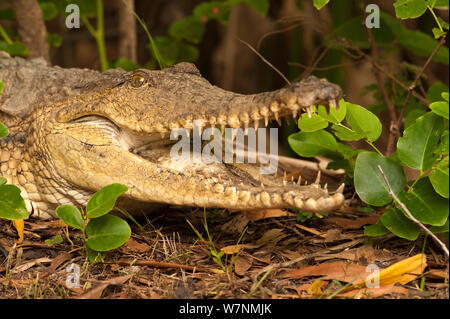 D'eau douce australien crocodile (Crocodylus johnstoni) augmenter la température du corps dans le soleil, parfois, il va ouvrir la bouche pour se rafraîchir, Tumbling Waters Caravan Park, Territoire du Nord, Australie Banque D'Images