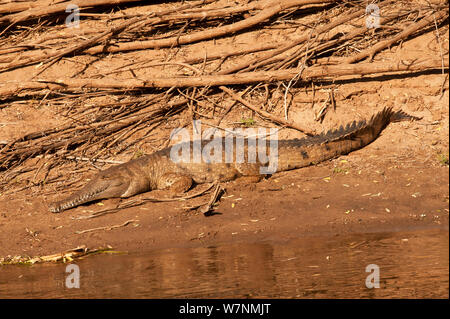 D'eau douce australien crocodile (Crocodylus johnstoni) repose et se réchauffe au soleil sur les rives de la rivière Ord supérieur accessible à partir de Kununurra en Australie de l'Ouest Banque D'Images
