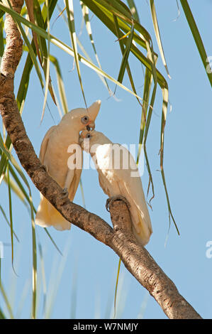 Peu de Corella (Cacatua sanguinea) Paire de lissage, Mary River, Territoire du Nord, Australie Banque D'Images