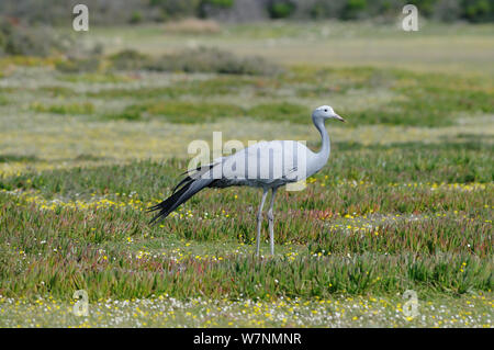 (Anthropoides paradiseus grue bleu) Comité permanent de succulentes fynbos, deHoop resereve de la Nature. Western Cape, Afrique du Sud, août. Banque D'Images