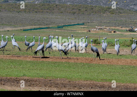 (Anthropoides paradiseus grue bleu) troupeau sur les terres agricoles, Overnerg, Western Cape, Afrique du Sud. En août. Banque D'Images