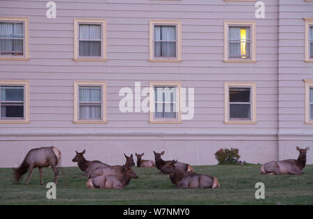 Le wapiti (Cervus elaphus canadensis) au repos du troupeau, en face de l''hôtel, Mammoth Hot Springs, Parc National de Yellowstone, États-Unis Banque D'Images