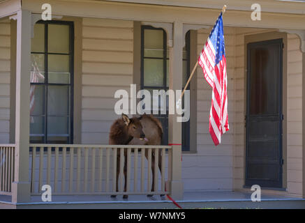 Le wapiti (Cervus elaphus canadensis) jeunes sur terrasse de maison, Mammoth Hot Springs, Parc National de Yellowstone, États-Unis Banque D'Images