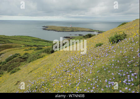 Harebells sur pente est sur l'île de Bardsey, avec un phare au loin. Le Nord du Pays de Galles, Royaume-Uni, août 2012 Banque D'Images