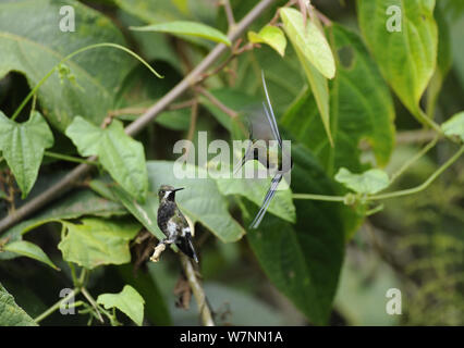 Fil mâle-crested thorntail (Discosura popelairii) Affichage d'une femelle, Wild Sumaco, en Équateur. Banque D'Images