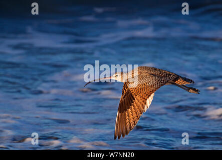 Long-Billed Curlew (Numenius americanus), San Quintin, péninsule de Basse-Californie, au Mexique, en décembre. Banque D'Images