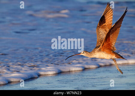 Long-Billed Curlew (Numenius americanus) en vol près de la rive. San Quintin, péninsule de Basse-Californie, au Mexique, en décembre. Banque D'Images