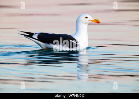 Yellow-Footed Gull (Larus livens), El Requeson, Golfe de Californie, péninsule de Basse-Californie, au Mexique, en décembre. Banque D'Images