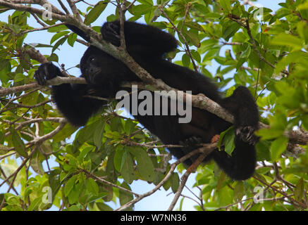 Singe hurleur noir du Yucatan (Alouatta pigra), la Réserve de biosphère de Calakmul, péninsule du Yucatan, au Mexique. Les espèces en voie de disparition. Banque D'Images