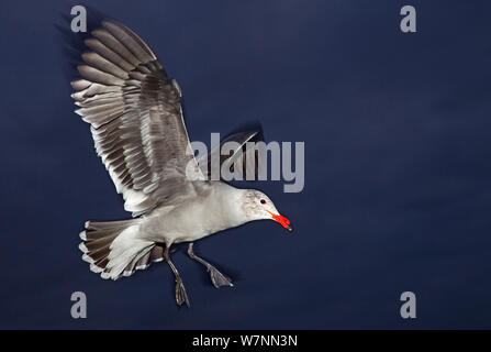 L'Heermann Gull (Larus heermanni) en vol, Ensenada, péninsule de Basse-Californie, au Mexique, en décembre. Banque D'Images