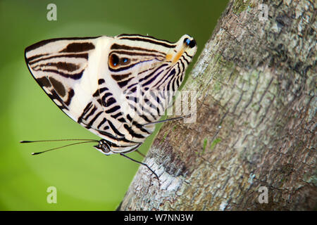 Mosaïque (papillon Zebra Colobura dirce), El Mirador- Parc national Rio Azul, Département de Peten, Guatemala, octobre. Banque D'Images