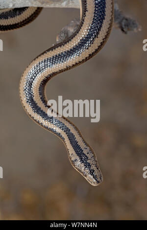 (Lichanura trivirgata boa rose), la Réserve de biosphère d'El Vizcaino, péninsule de Basse-Californie, au Mexique, en mai. Banque D'Images