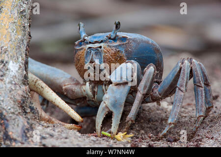 Terre bleue (crabe Cardisoma guanhumi), Sian Ka'an de la biosphère, péninsule du Yucatan, au Mexique, en août. Banque D'Images