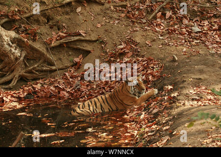 Tigre du Bengale (Panthera tigris tigris) femelle juvénile, le repos dans la piscine ti garde la tête froide, Pench National Park, Madhya Pradesh, Inde, prises sur place pour les 'Tiger - espion dans la jungle' Mars 2007 Banque D'Images