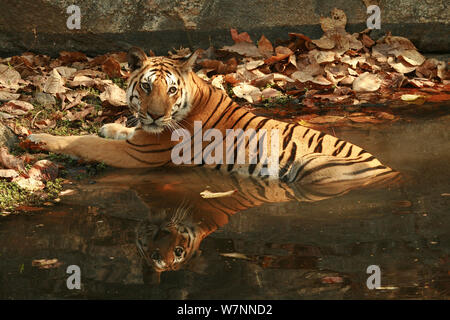 Tigre du Bengale (Panthera tigris tigris) femelle juvénile, le repos dans la piscine pour se rafraîchir, Pench National Park, Madhya Pradesh, Inde, prises sur place pour les 'Tiger - espion dans la jungle' Mars 2007 Banque D'Images