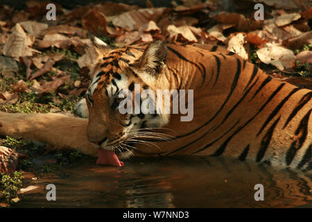 Tigre du Bengale (Panthera tigris tigris) femelle juvénile tout en vous reposant à la consommation intérieure, Pench National Park, Madhya Pradesh, Inde, prises sur place pour les 'Tiger - espion dans la jungle' Mars 2007 Banque D'Images